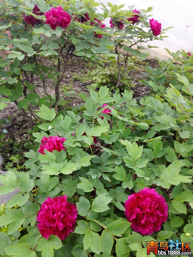 IMG_20160410_070338_副本.jpg