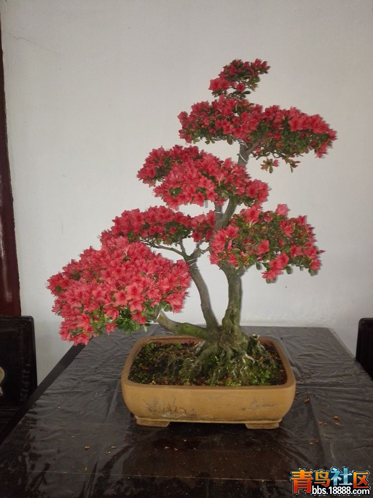 IMG_20160417_082747_副本.jpg