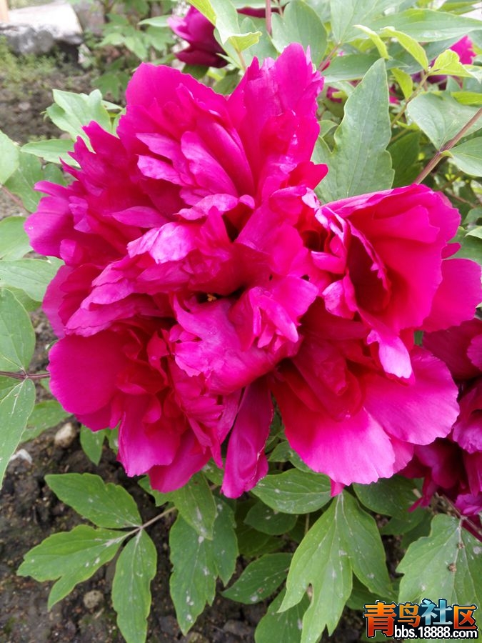 IMG_20160410_064924_副本.jpg