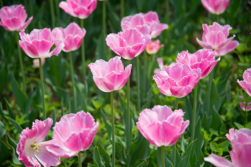 DSC_7785_调整大小.jpg