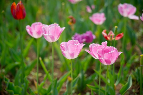 DSC_7732_调整大小.jpg