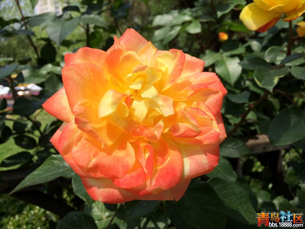 花10_副本.jpg