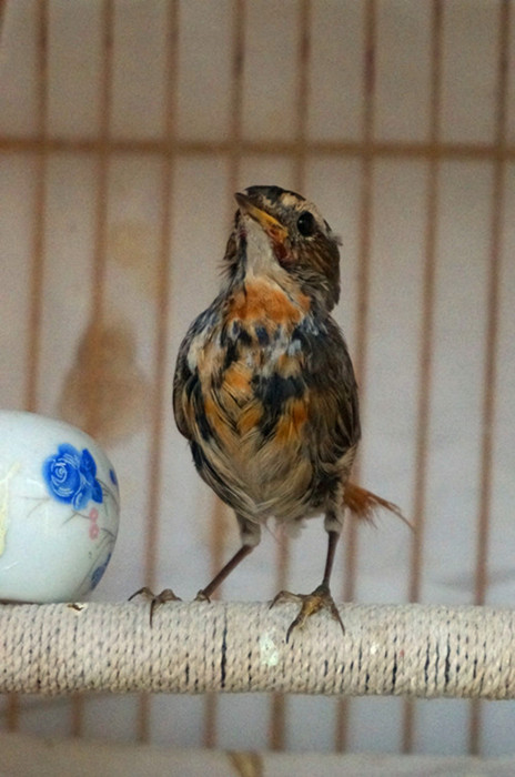 DSC00636_副本_副本.jpg