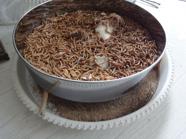 养面包虫的箩.JPG