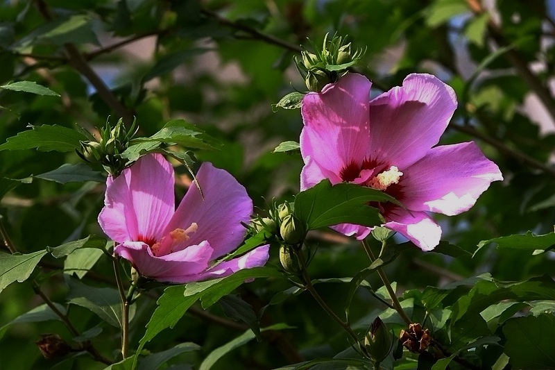 R68A4160-1_副本_副本.jpg
