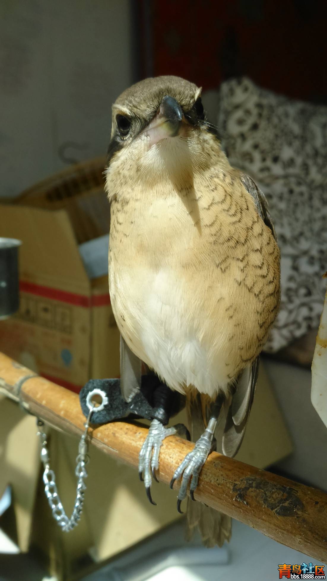 DSC_0606.jpg