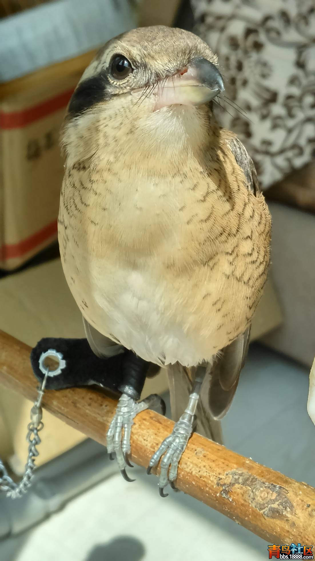DSC_0603.jpg