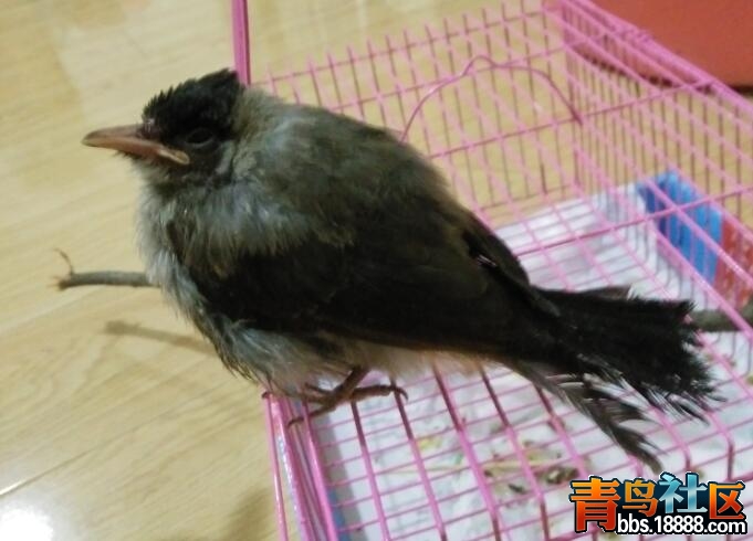 QQ截图20160606192629.jpg