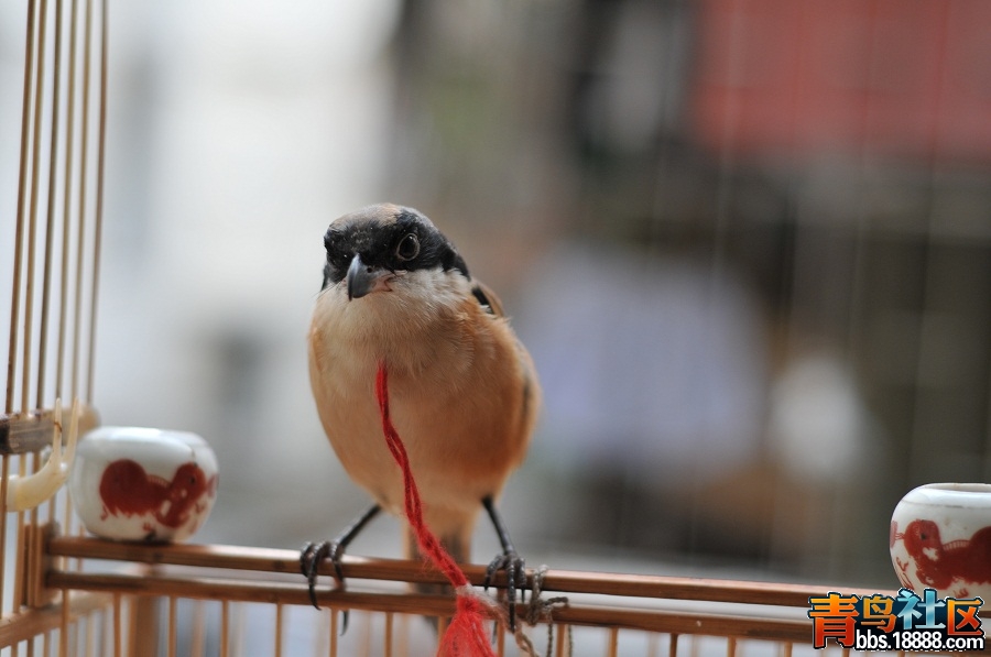 DSC_6162.jpg