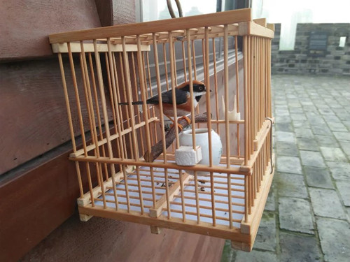 小熊猫.jpg