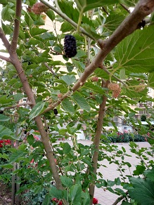 IMG20160529182938.jpg