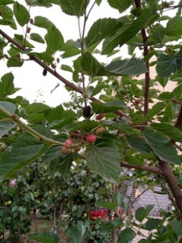 IMG20160531183227.jpg