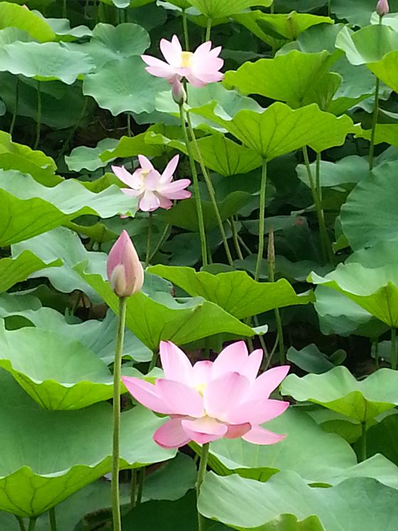 20160627_085149_副本.jpg