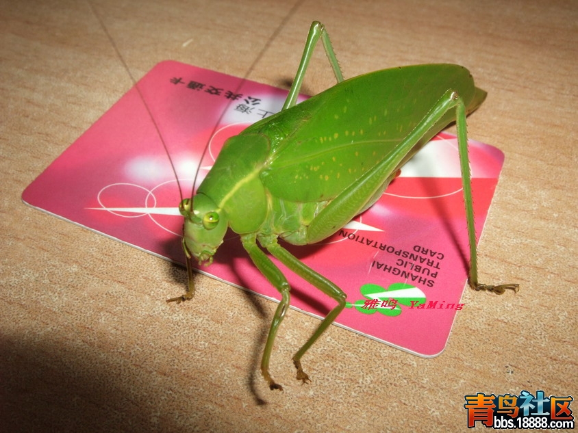 DSCF2429_缩小大小.jpg