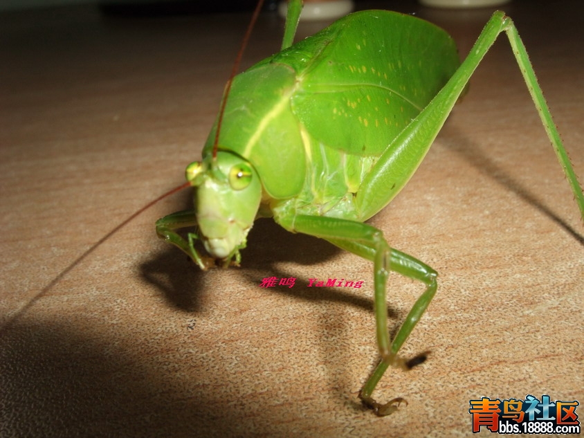 DSCF2417_缩小大小.jpg