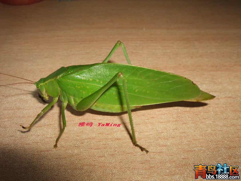 DSCF2427_缩小大小.jpg