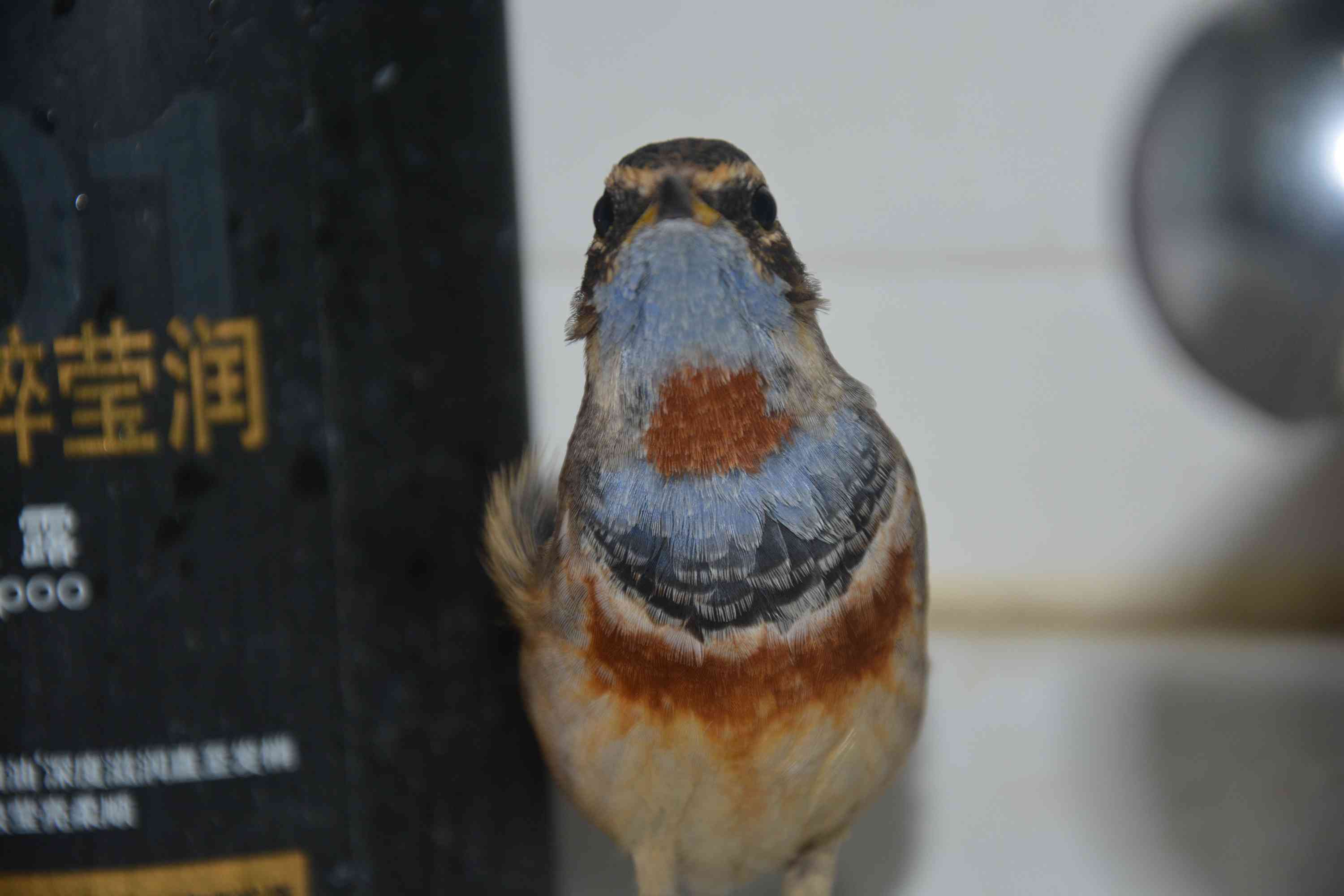 DSC_0180.jpg