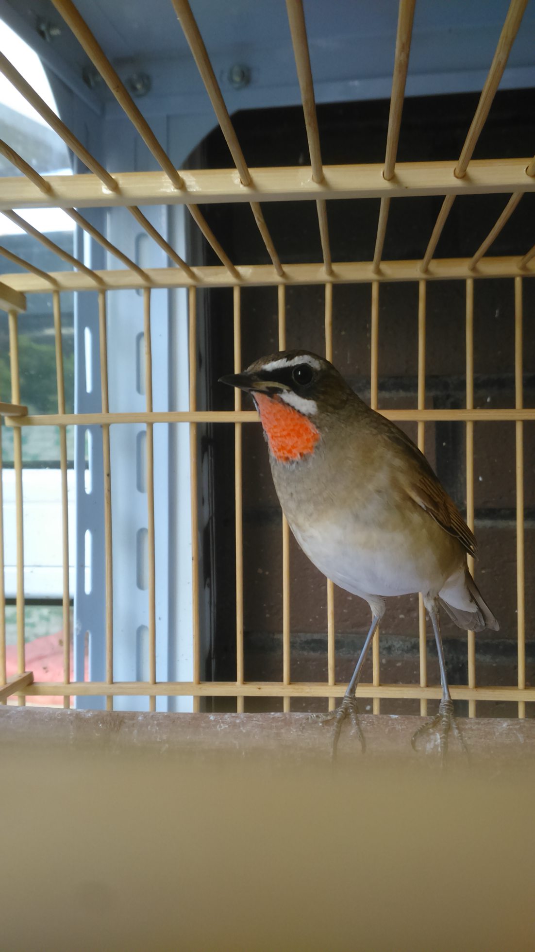 DSC_0033.jpg