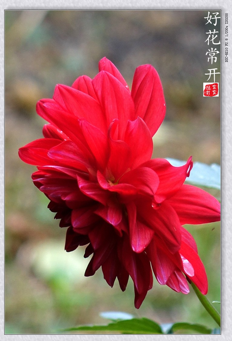 DSC00444_conew1.JPG