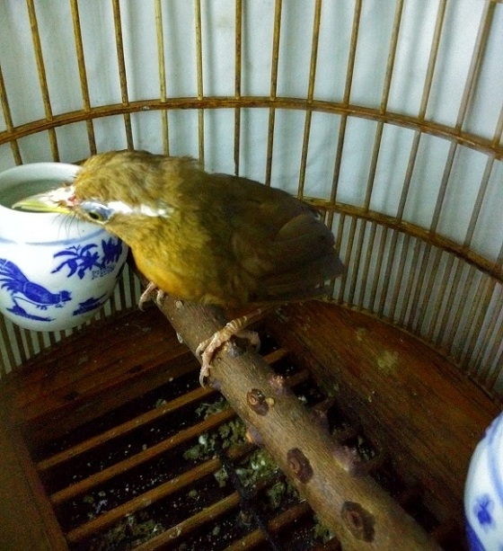 原毛2B.jpg