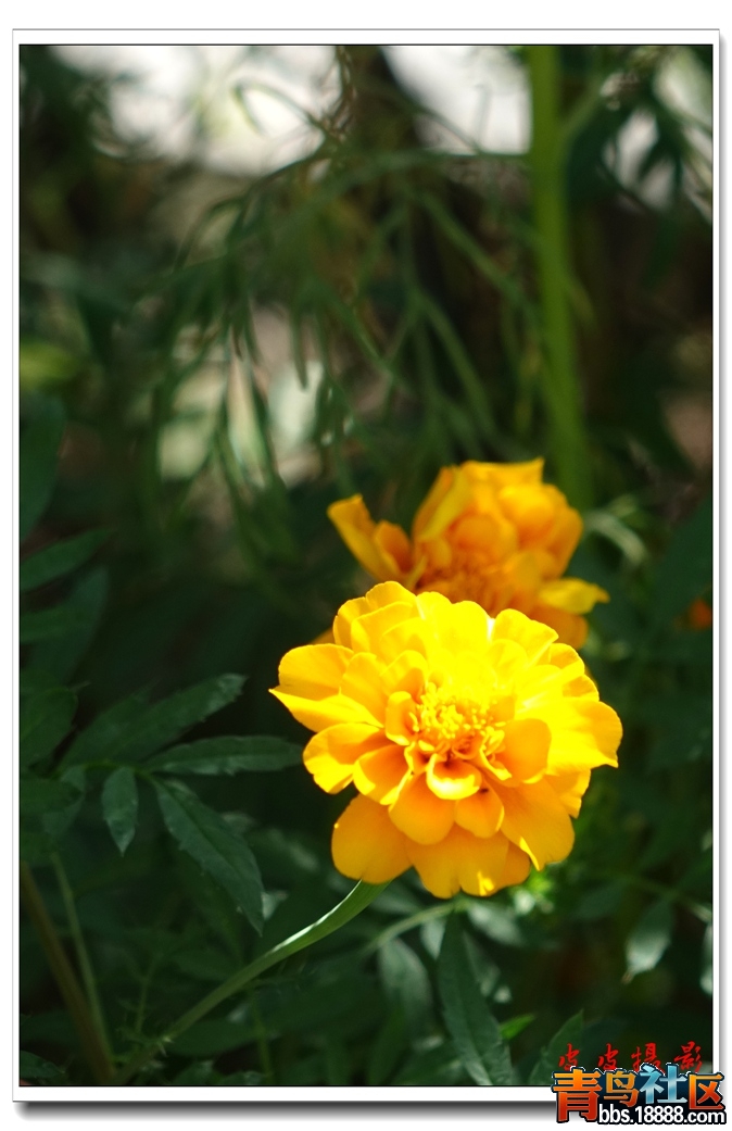 DSC00114.JPG