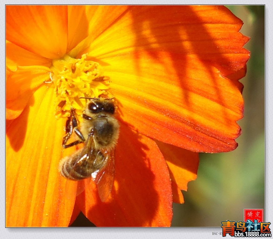 DSC00404_conew1.JPG
