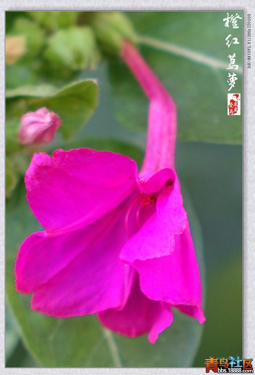 DSC00533_conew1.JPG