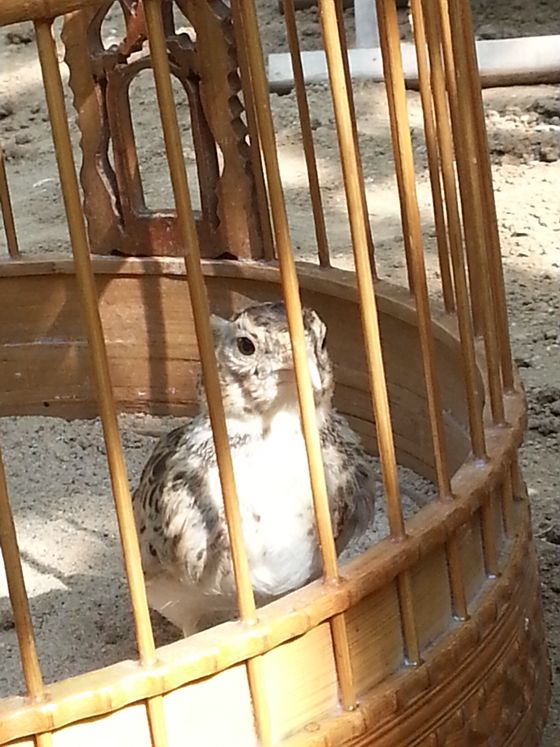 20160705_081908_副本.jpg