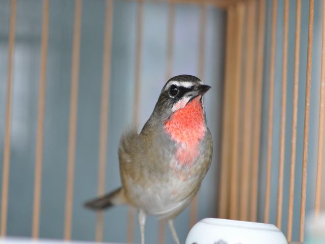 DSC_0626.JPG