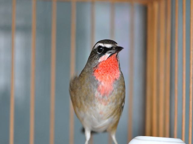 DSC_0629.JPG