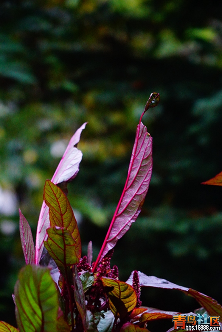 DSC00262_副本.jpg