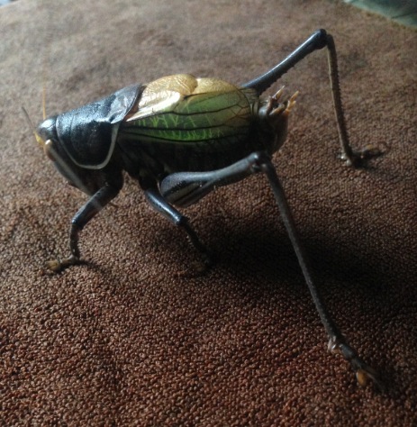 6.pic.jpg