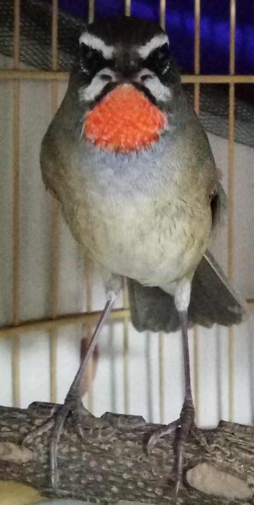 P60921-205050_副本.jpg