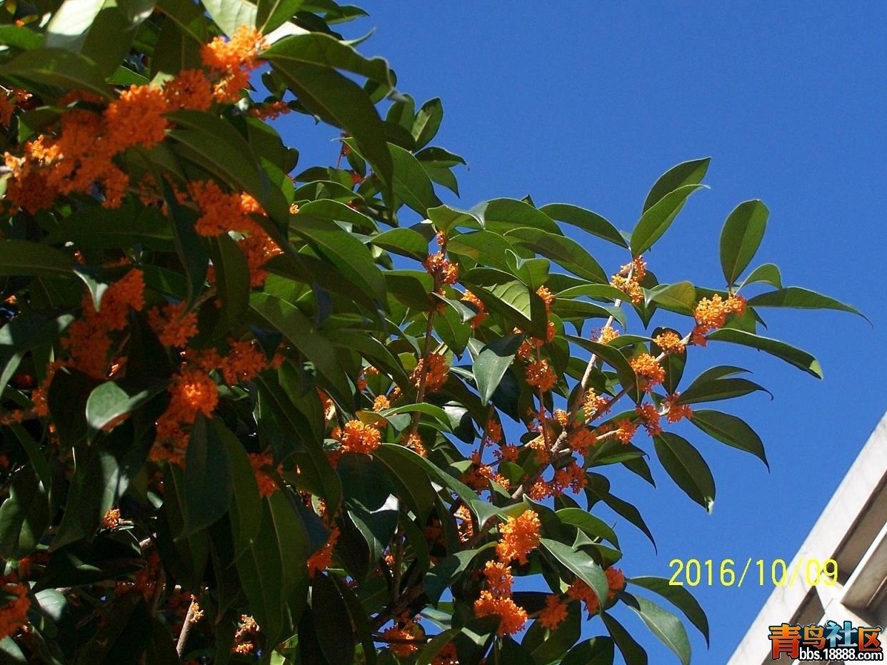 桂花局部6.JPG