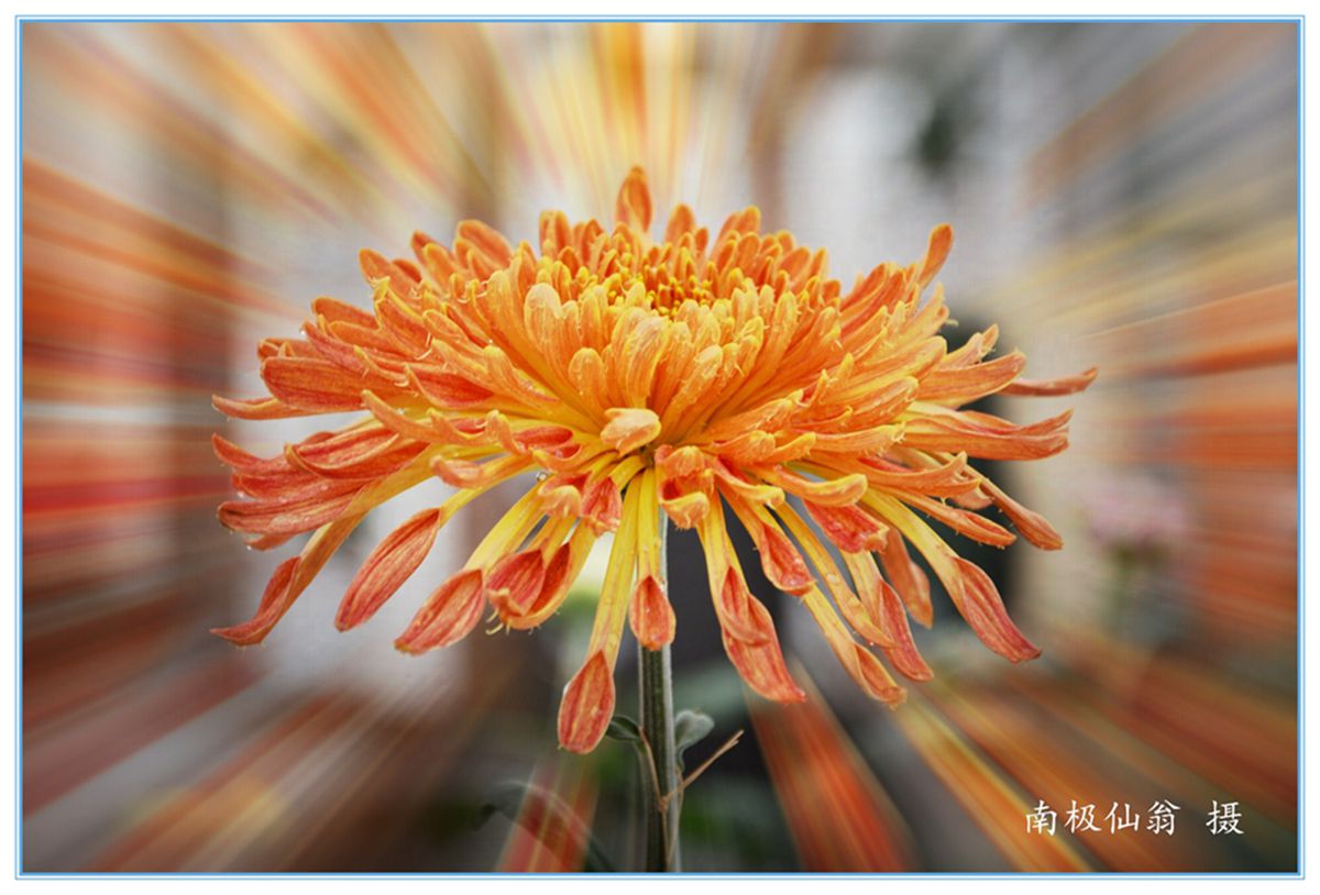 菊.jpg