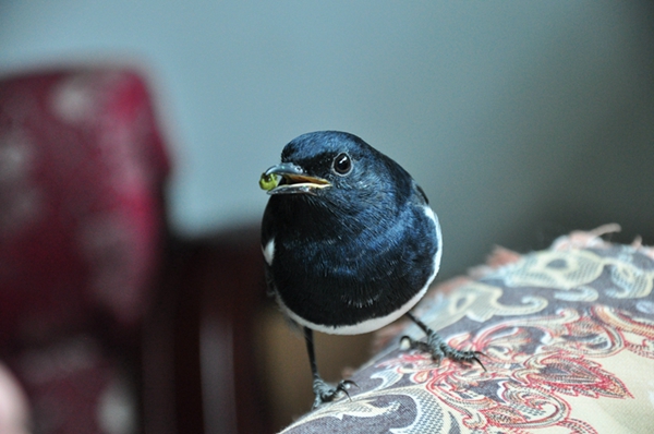 DSC_0088.JPG