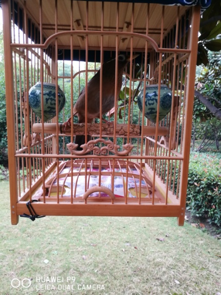 换毛后11.jpg