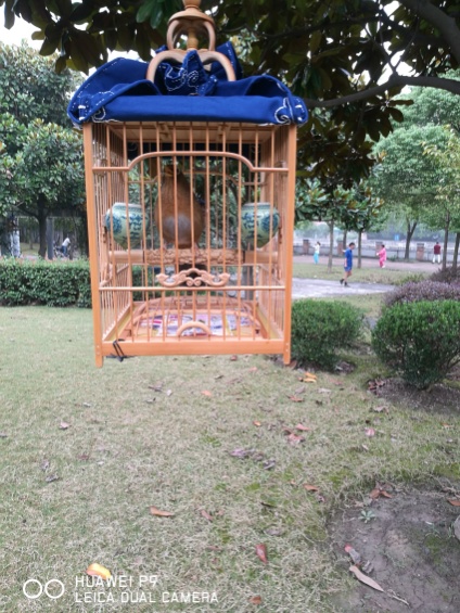 换毛后9.jpg