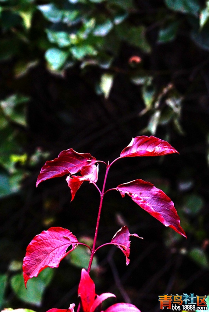 DSC01230.JPG