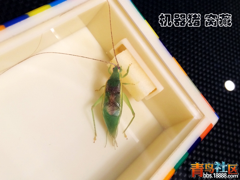大翅金钟1.jpg