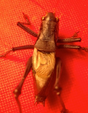 7.pic.jpg