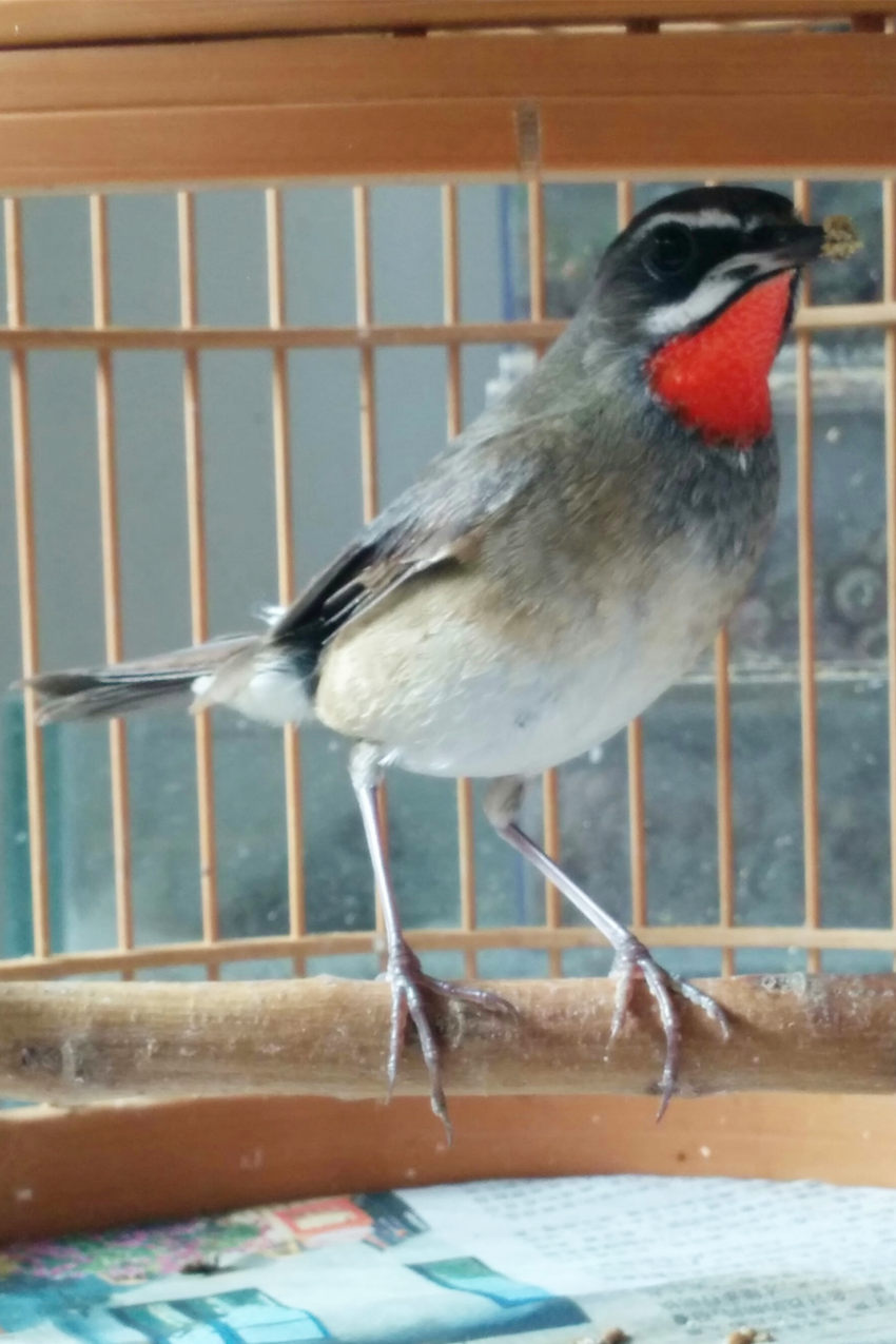 红1.jpg