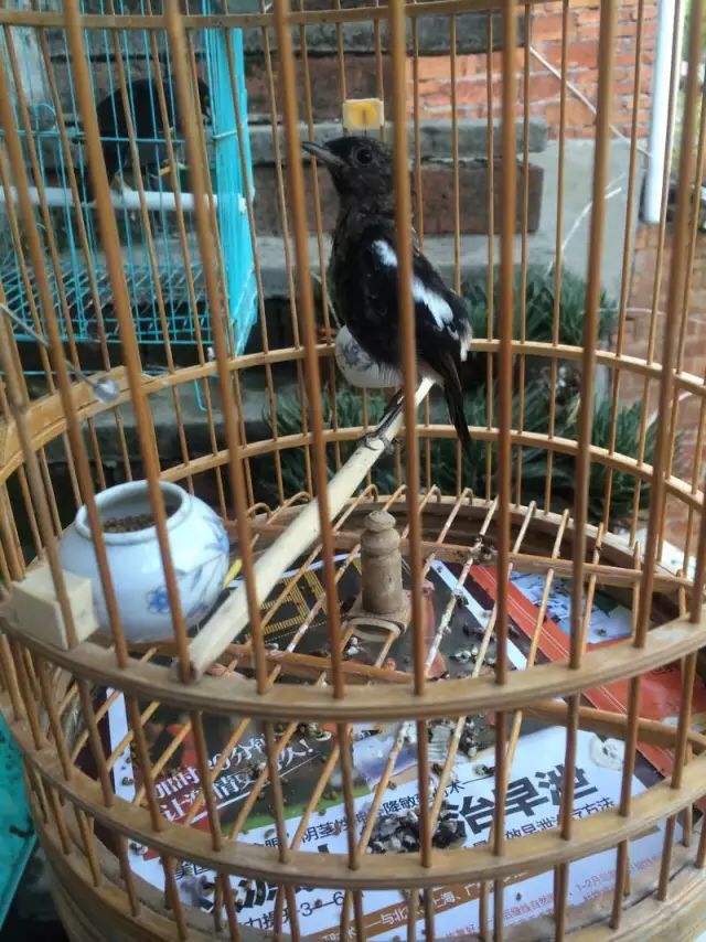 换毛6.jpg