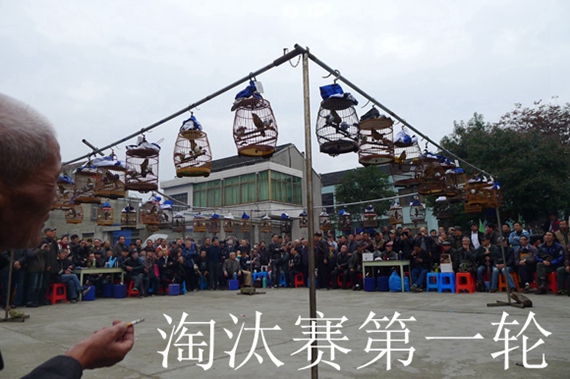 鸟会图片压缩37.jpg