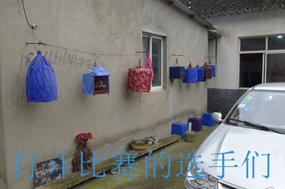 鸟会图片压缩46.jpg