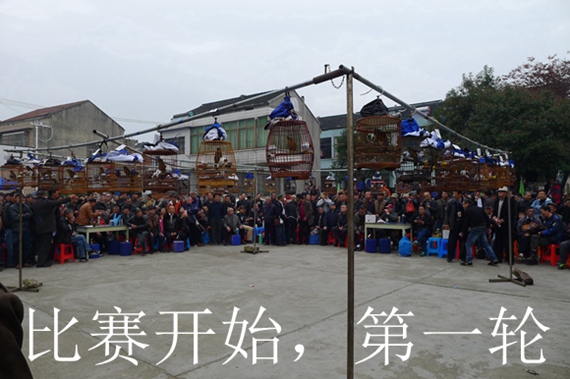 鸟会图片压缩36.jpg