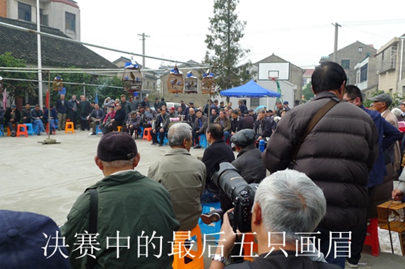 鸟会图片压缩62.jpg