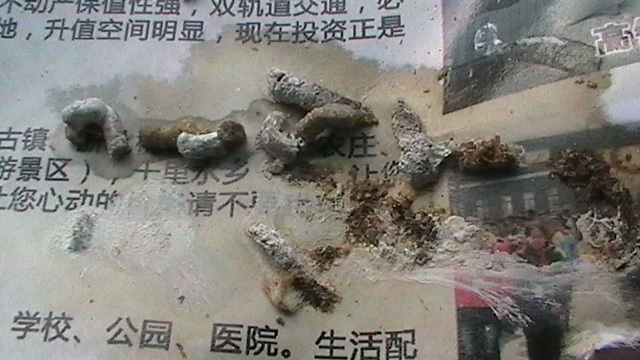 S1510005.JPG