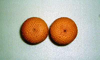 DSCF1643.JPG