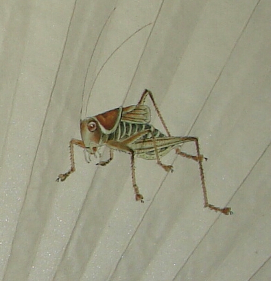 蝈蝈3.jpg
